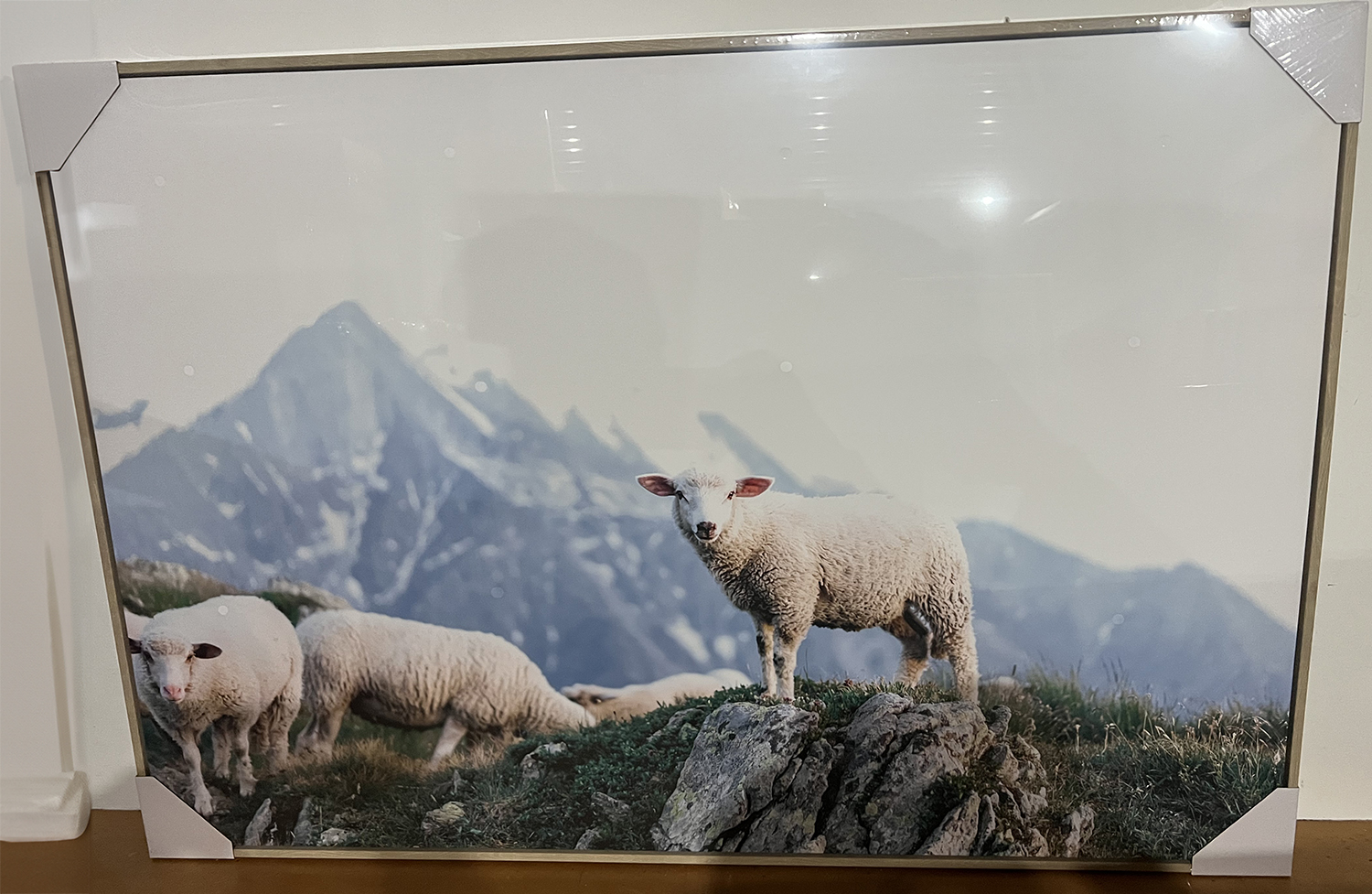 GRAZING   